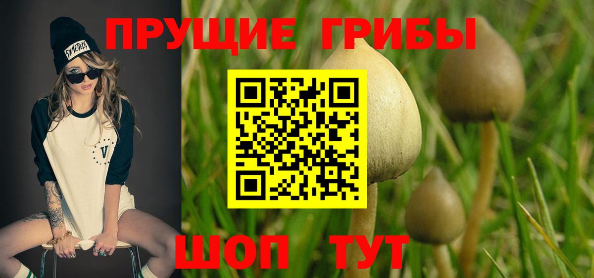 Барабинск  Галлюциногенные грибы Psilocybe  Вход с VPN 